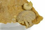Miniature Fossil Cluster (Ammonite, Brachiopods, Urchin) - France #349351-2